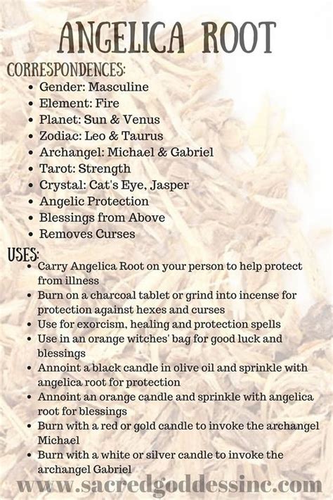 angelic roots|angelica root magical uses.